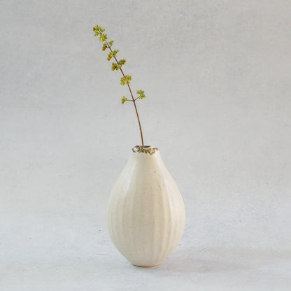 216B 白花 White Lily