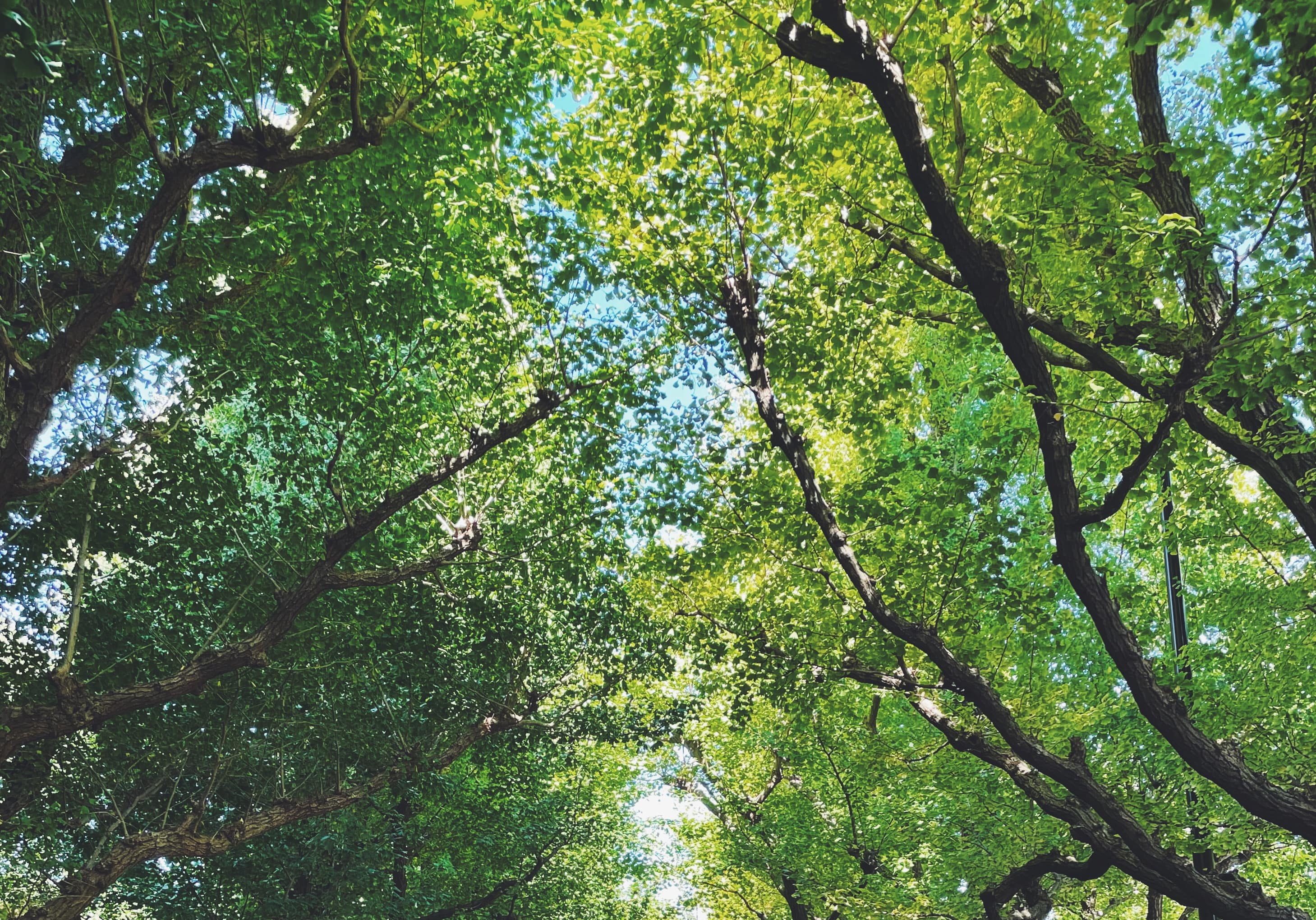 オンラインショップの区切り画像